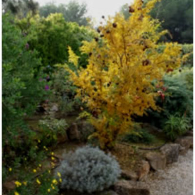 Jardín mediterraneo