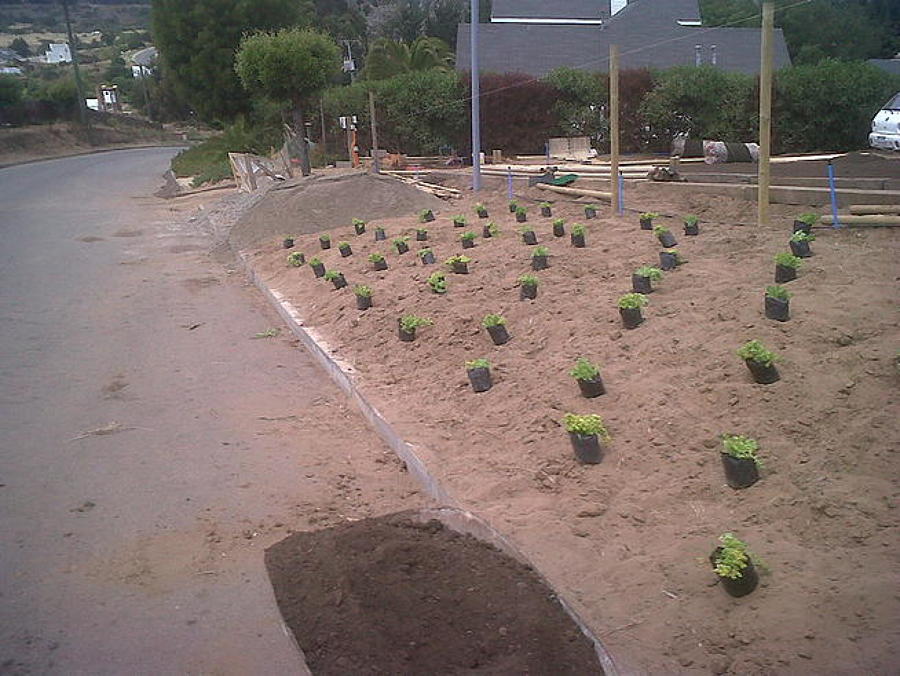 Suministro e instalación de plantas