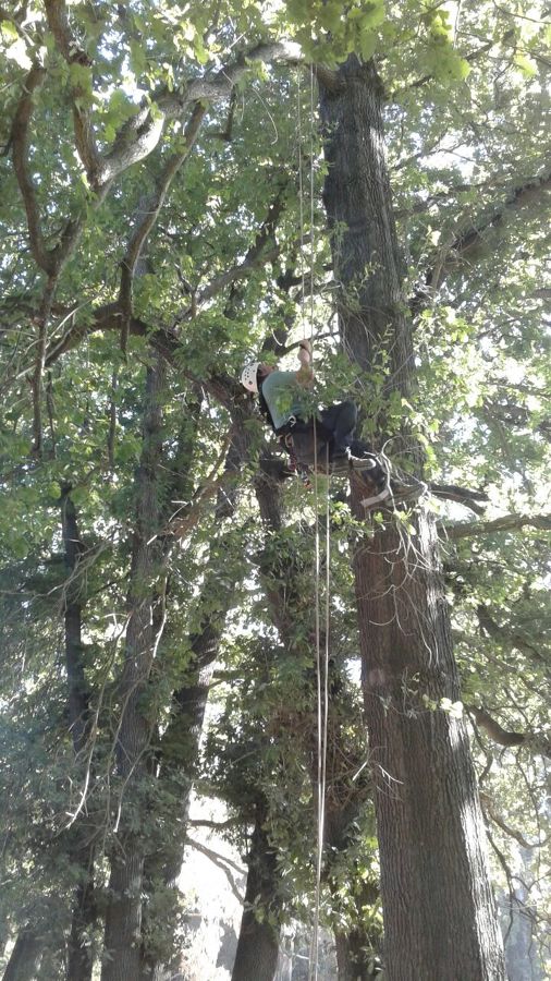 ascenso arboles de 30 metros 