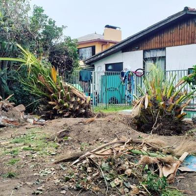 Remoción de Palmeras