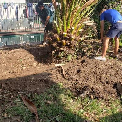 Remoción de Palmeras2