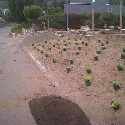 Suministro e instalación de plantas
