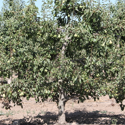 Podas y plantaciones