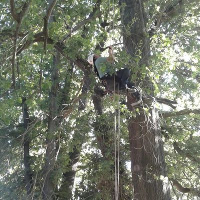 ascenso arboles de 30 metros 