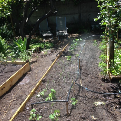 Riego por microaspersión en huerto urbano.