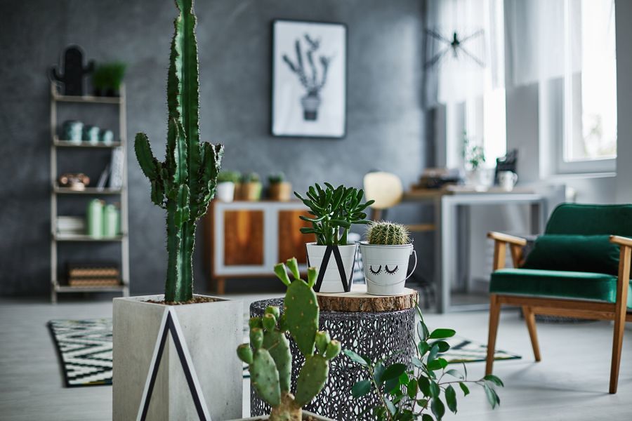 Plantas para decorar